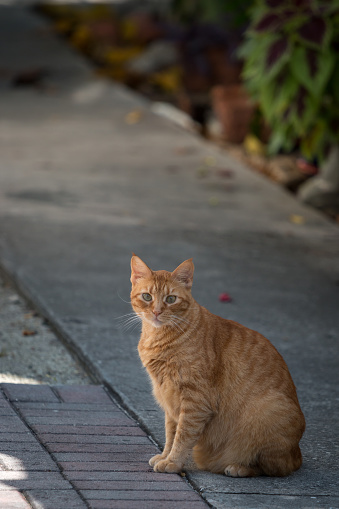 Tabby naranja gato de Hemingway. photo