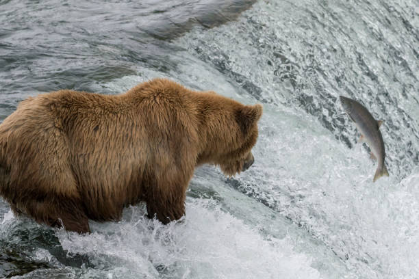 istock Large Male Brown Bear Watching Salmon in Waterfall 655185694