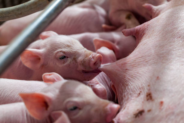 istock Newborn piglet Are suckling from mother pig 655185730