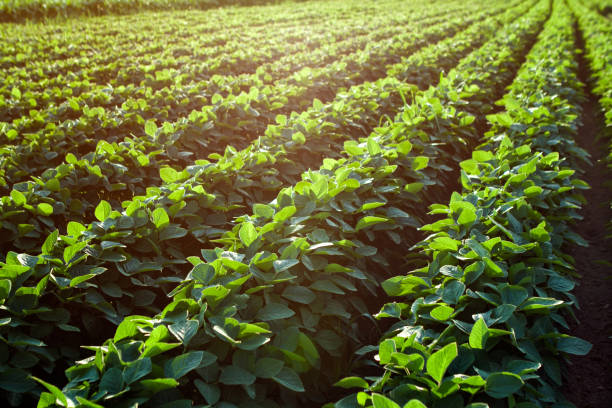 istock Rows of young soybean plants 655185792