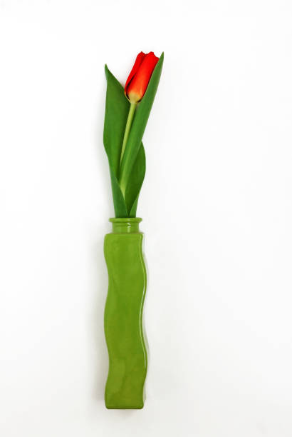 istock One red tulip in a green vase isolated on a white background 655191084