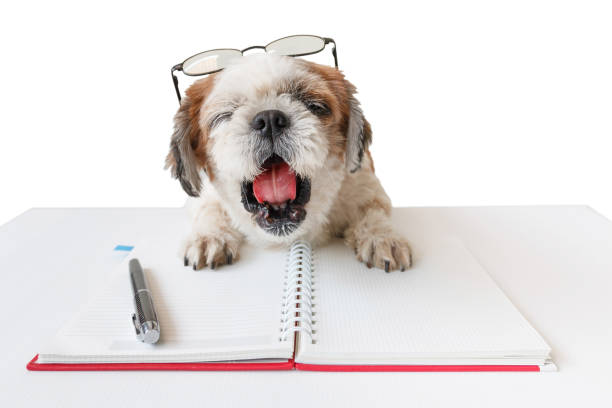 Dog with notebook and pen. Cute dog, Shih tzu, Poodle mix with notebook and pen on white background, isolated. dog ate my homework stock pictures, royalty-free photos & images