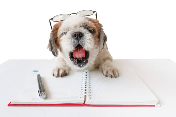 dog homework picture Dog with notebook and pen. Cute dog, Shih tzu, Poodle mix with notebook and pen on white background, isolated. dog ate my homework stock pictures, royalty-free photos & images