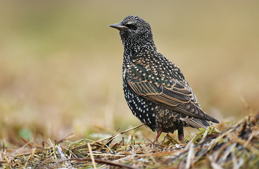 Starling (Sturnus Vulgaris)