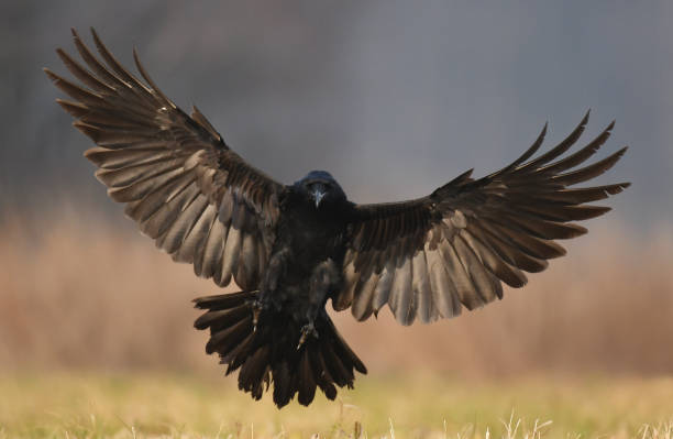 Raven Common Raven (Corvus corax) ornithology photos stock pictures, royalty-free photos & images