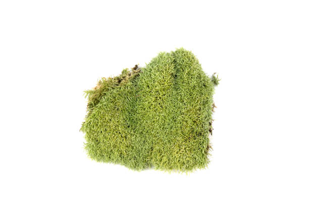 istock Green moss isolated on white bakground 655205740