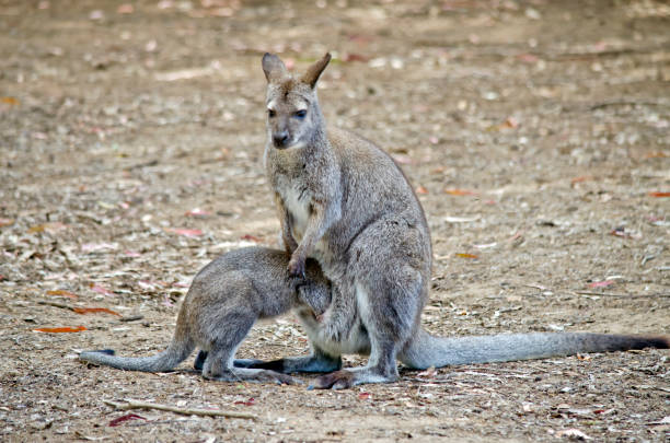 istock bennetts red necked wallaby and joey 655208346
