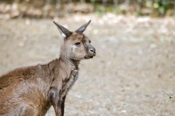 this is a close up of a Kangaroo-Island kangaroo