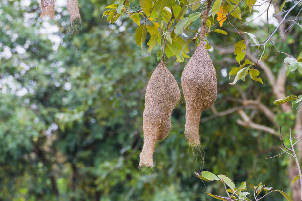 istock Baya weaver bird nest 655223042