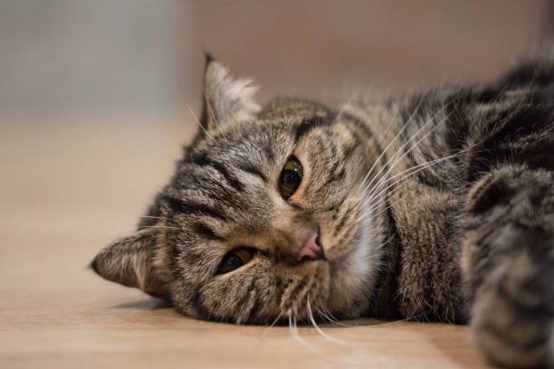 istock lovely cat american short hair sleeping 655223262