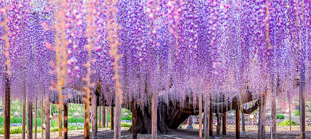 150 years old Great Wisteria at night
