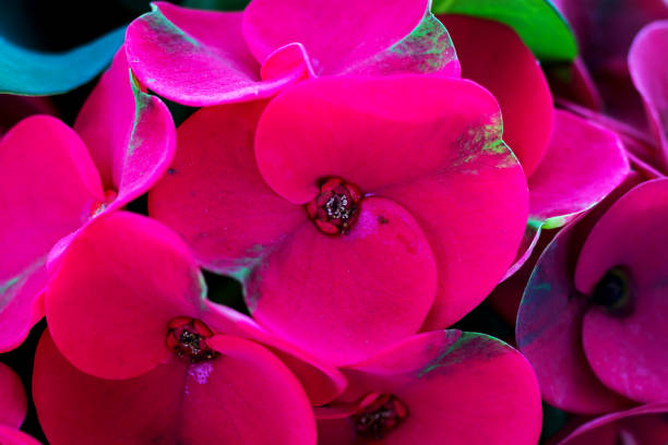 pink Euphorbia milli flower, Crown of thorns