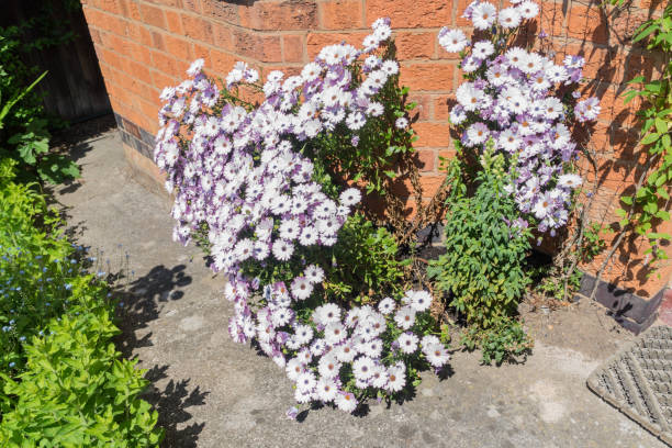 istock Lilac flower bush in front of a house, at springtime 655226560