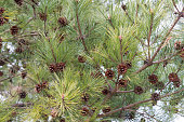 braune-zapfen.jpg?b=1&s=170x170&k=20&c=YjDgt6edBQctrJgrsTtDxx4dJkNzaSrkwXoOs5lNmAM=