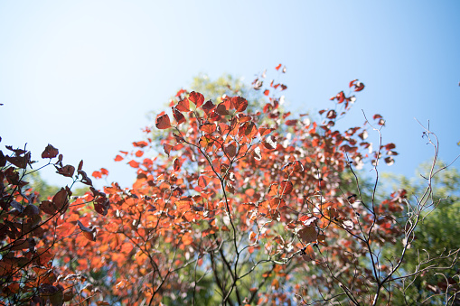 Autumn leaves of Dogwood