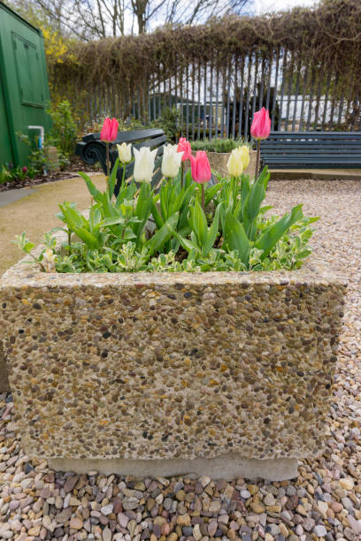 istock White and pink tulip in a park 655237876