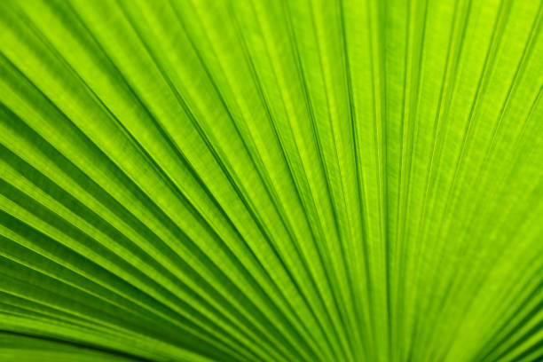 istock Texture of a green leaf as background 655242770