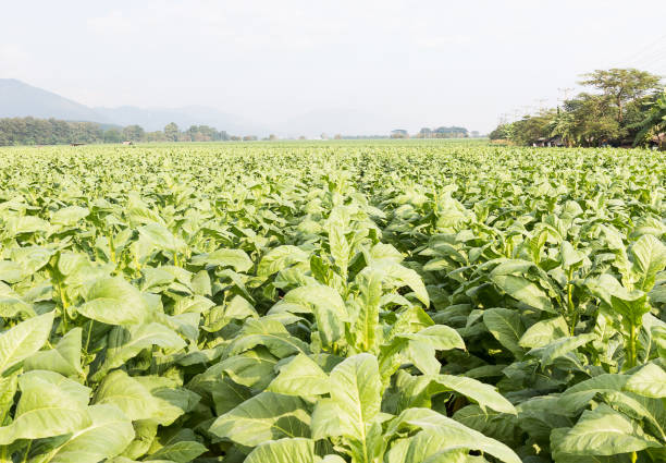 Field Nicotiana tabacum, the Common tobacco is an annually-growing herbaceous plant