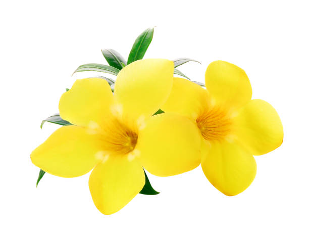 Golden Trumpet Allamanda Flower Isolated On White Stock Photo - Download  Image Now - iStock