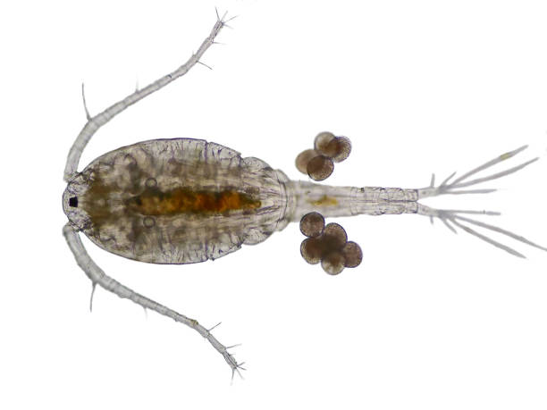 istock Copepod (Zooplankton) are a group of small crustaceans 655246166