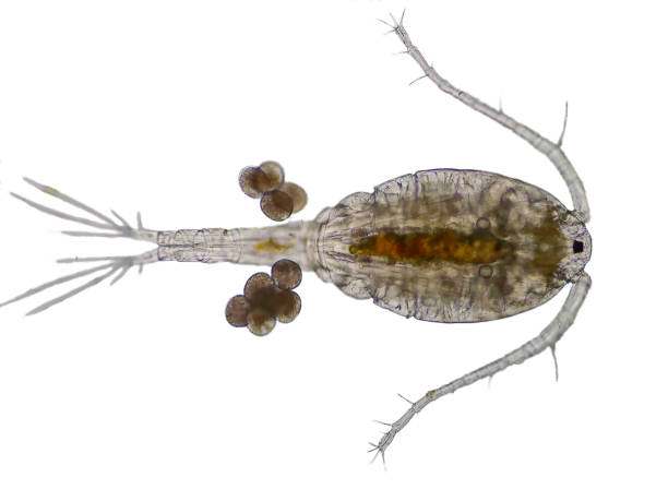 istock Copepod (Zooplankton) are a group of small crustaceans 655246200