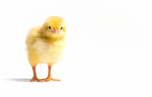 Small yellow chicken on a white background.