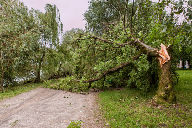 a fallen tree after hurricane stock photo
