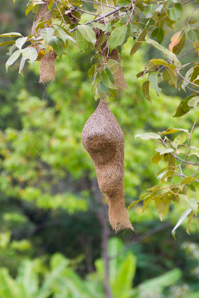istock Baya weaver bird nest 655253946