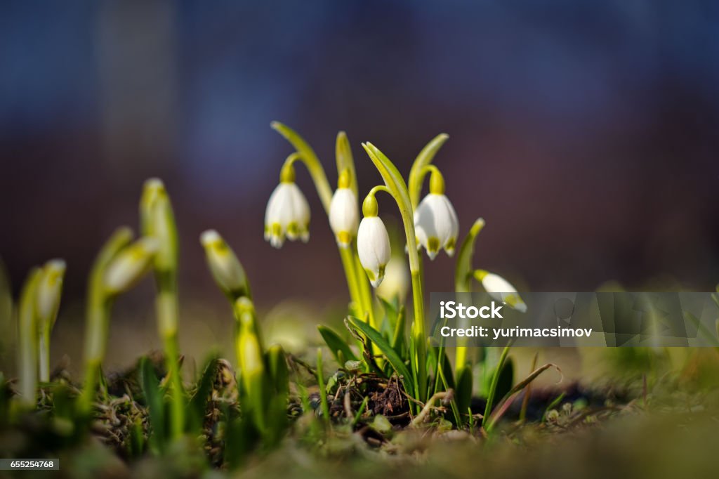 Galanthus (snowdrop) Florange Stock Photo