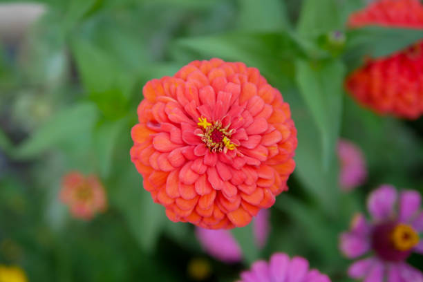 istock Beautiful red zinnia flower 655257478