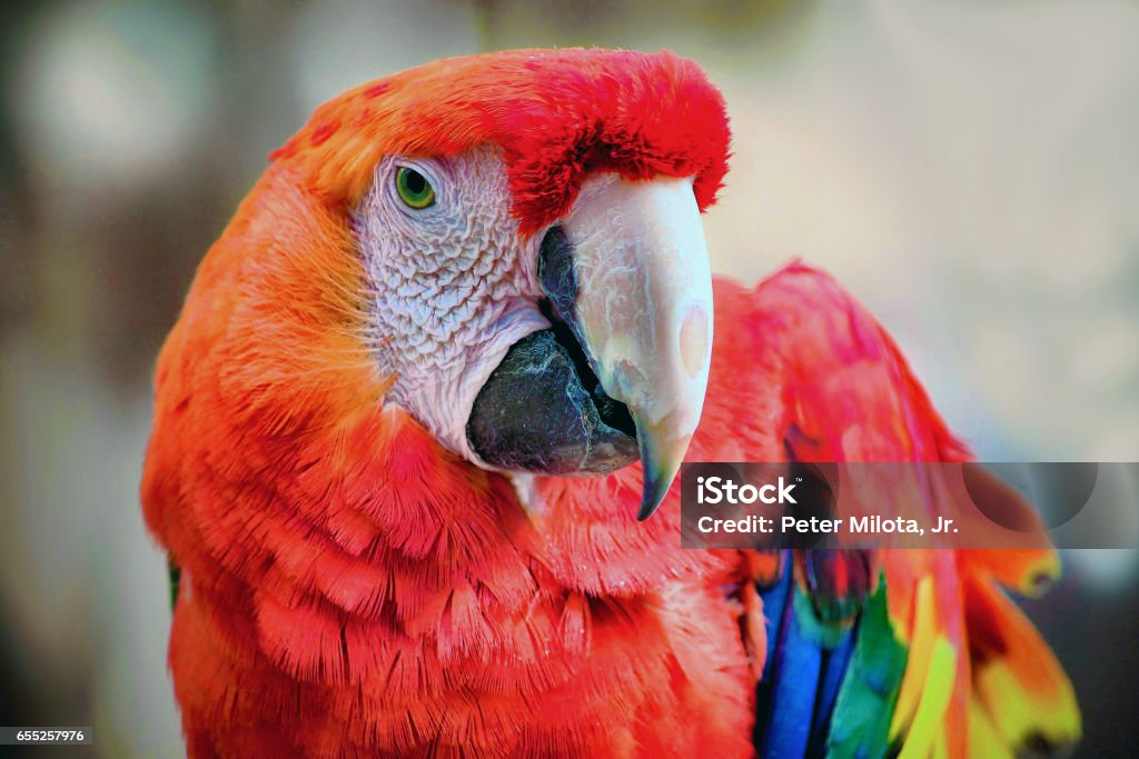 Scarlet Macaw Close-up of a Scarlet Macaw. Animal Stock Photo