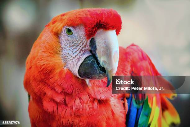 Scarlet Macaw Stock Photo - Download Image Now - Animal, Animal Body Part, Animal Eye