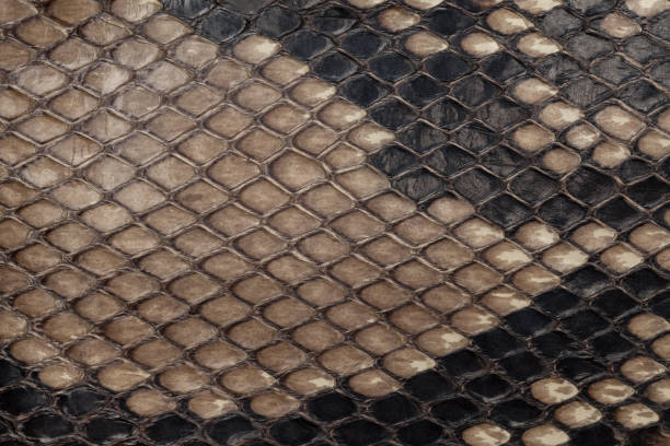 istock Genuine snakeskin. Leather texture background. Closeup photo. 655260278