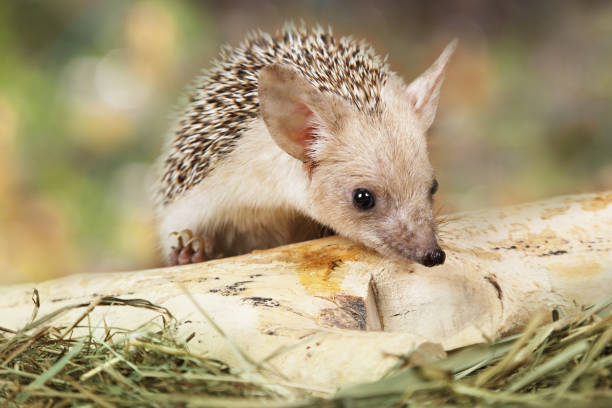istock African hedgehog outdoors 655260376