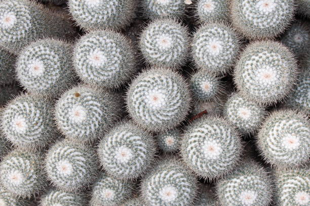 istock Twin spined cactus - Mammillaria Geminispina 655262694
