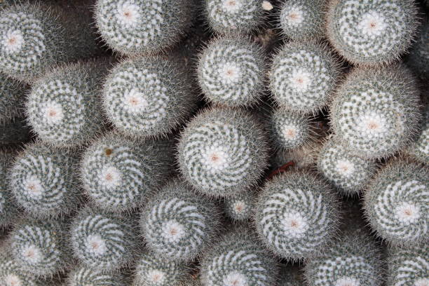 istock Twin spined cactus - Mammillaria Geminispina 655262738