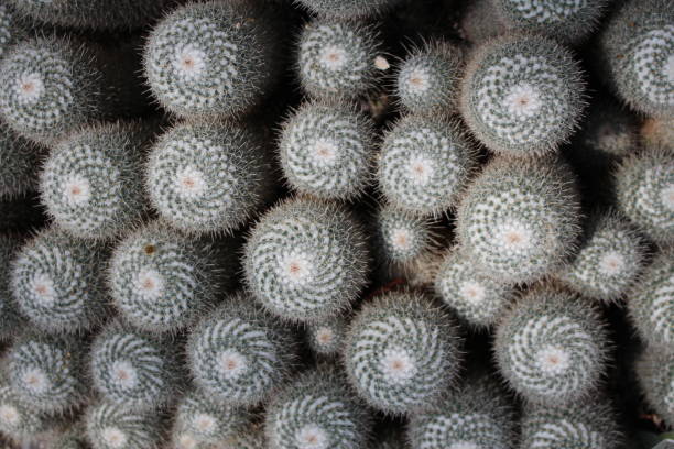 istock Twin spined cactus - Mammillaria Geminispina 655262816