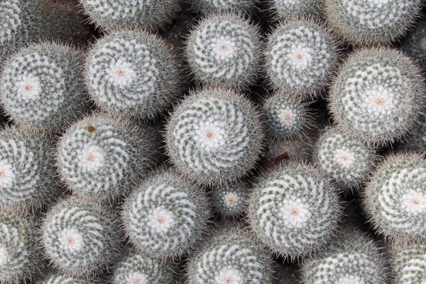 istock Twin spined cactus - Mammillaria Geminispina 655262936