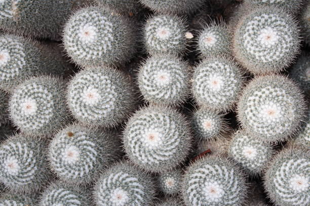 istock Twin spined cactus - Mammillaria Geminispina 655263028