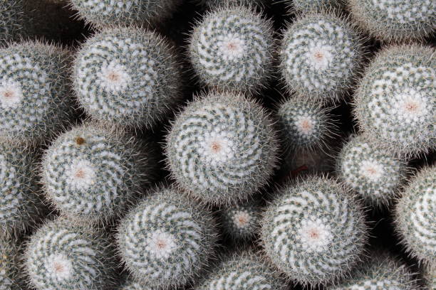 istock Twin spined cactus - Mammillaria Geminispina 655263080