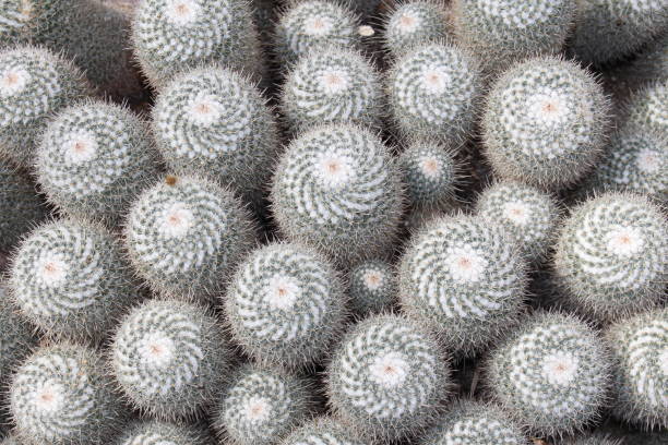 istock Twin spined cactus - Mammillaria Geminispina 655263168