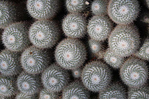 istock Twin spined cactus - Mammillaria Geminispina 655263212