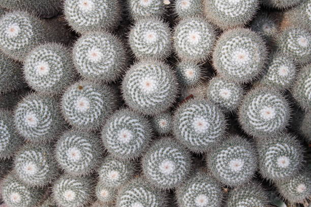 istock Twin spined cactus - Mammillaria Geminispina 655263258
