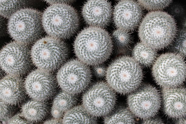 istock Twin spined cactus - Mammillaria Geminispina 655263308