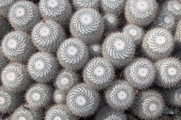 istock Twin spined cactus - Mammillaria Geminispina 655263400