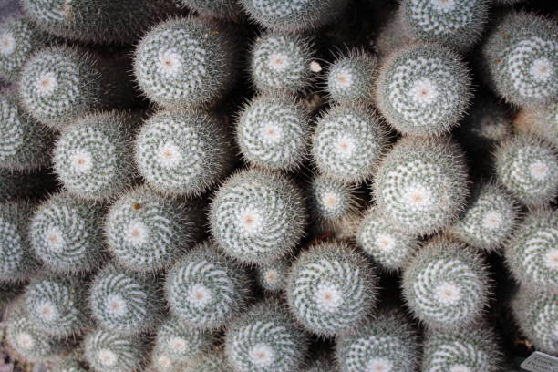 istock Twin spined cactus - Mammillaria Geminispina 655263440