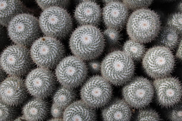 istock Twin spined cactus - Mammillaria Geminispina 655263492
