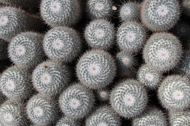 istock Twin spined cactus - Mammillaria Geminispina 655263806