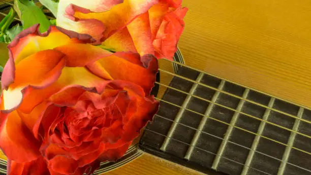 Guitar with a bouquet of roses as a background