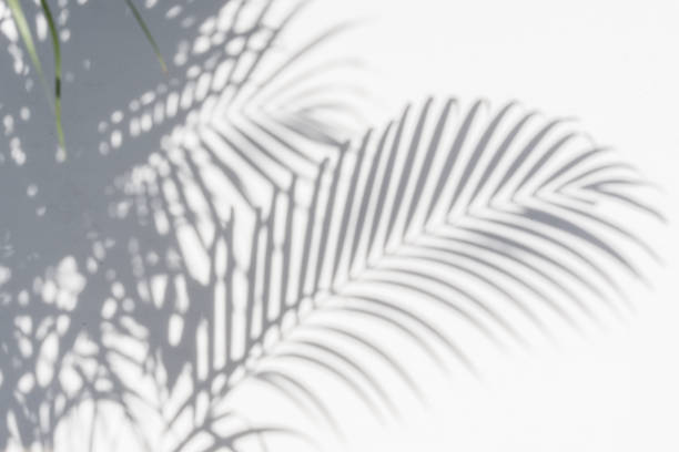 shadows palm leaves abstract background of shadows palm leaves on a white wall. White and Black frond stock pictures, royalty-free photos & images